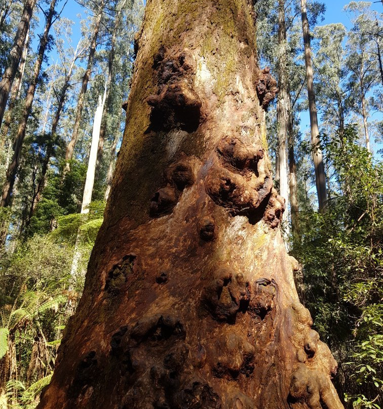 Sherbrooke Picnic Ground-希尔布鲁克必去景点