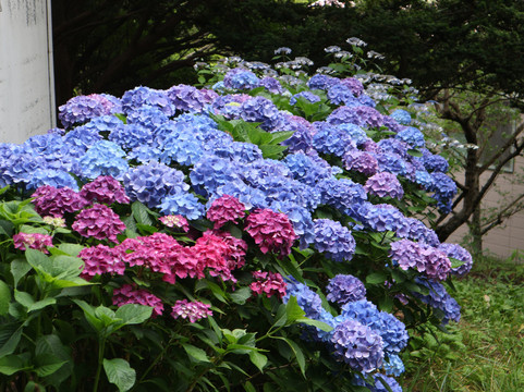 Abuta Shrine-洞爷湖町必去景点