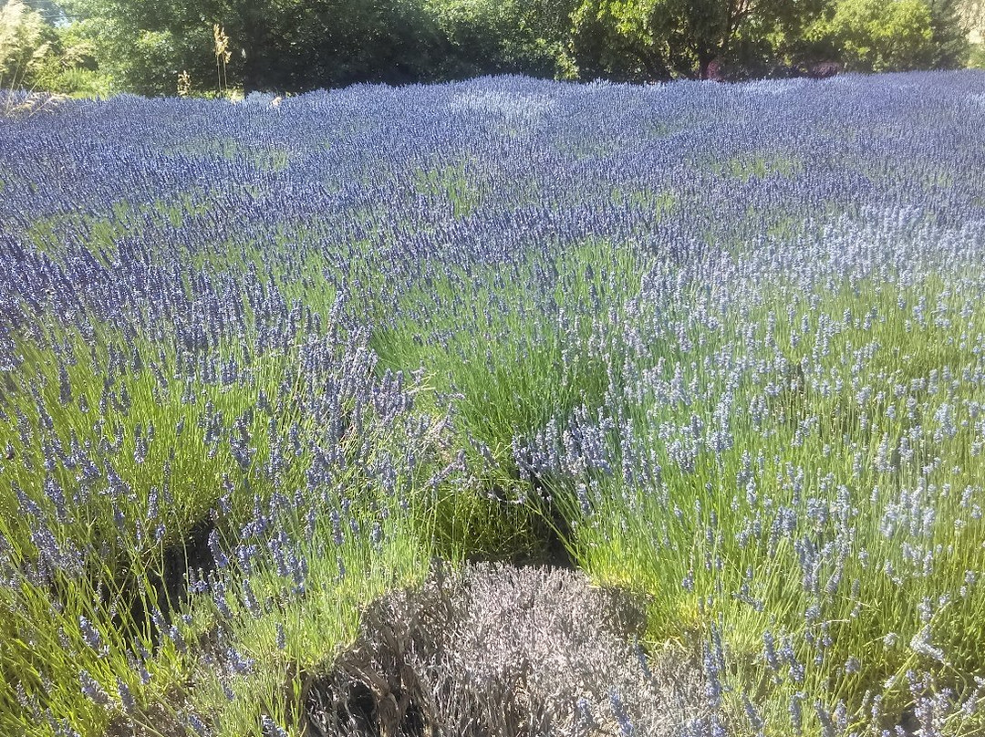 Matanzas Creek Winery景点图片