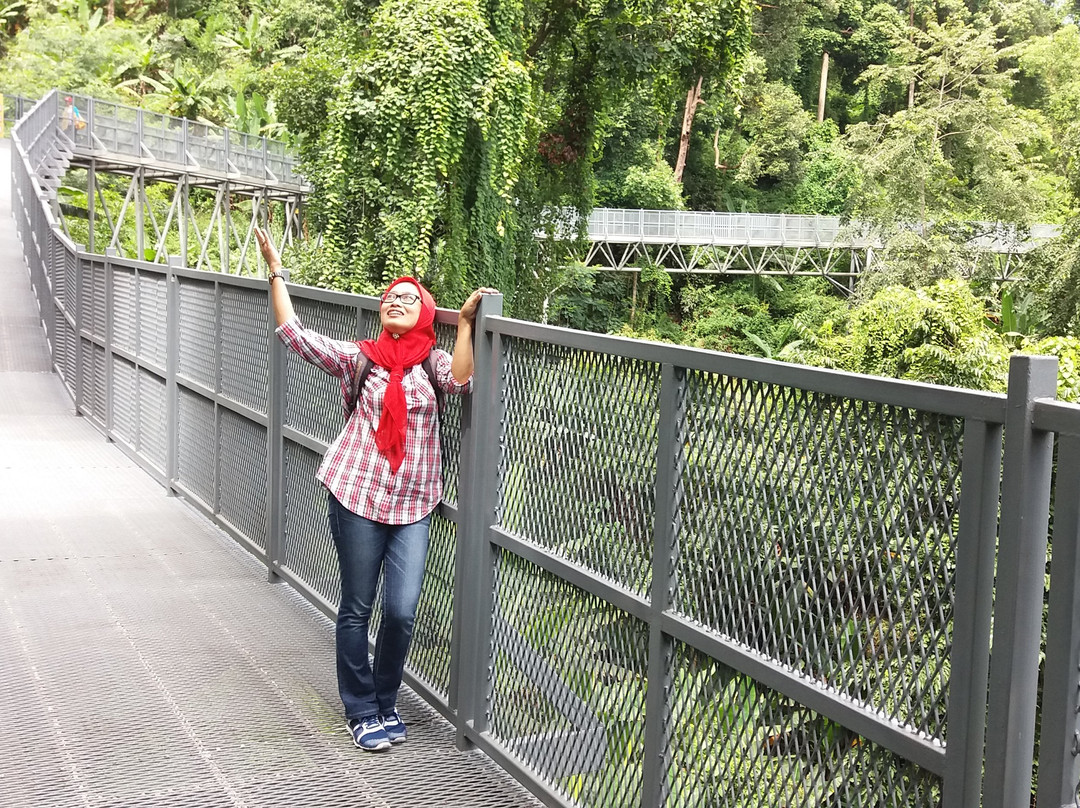 Canopy Walkway景点图片