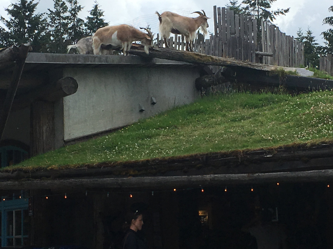 Old Country Market - Goats on Roof景点图片