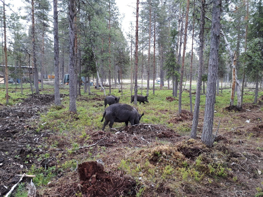 Torassieppi Reindeer Farm & Cottages景点图片