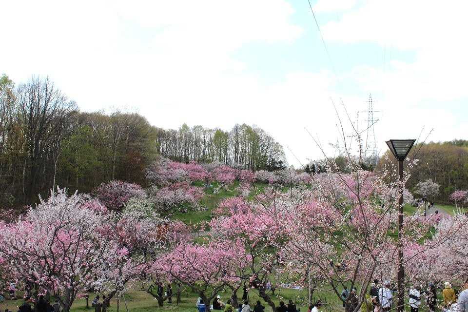 平冈公园景点图片