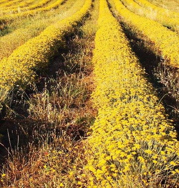 Moulin Bonaventure-瓦朗索勒必去景点