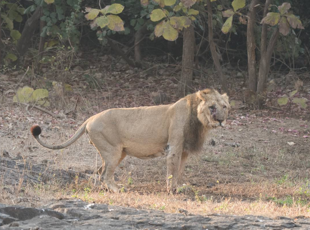 Gir Forest Tours-Sasan Gir必去景点