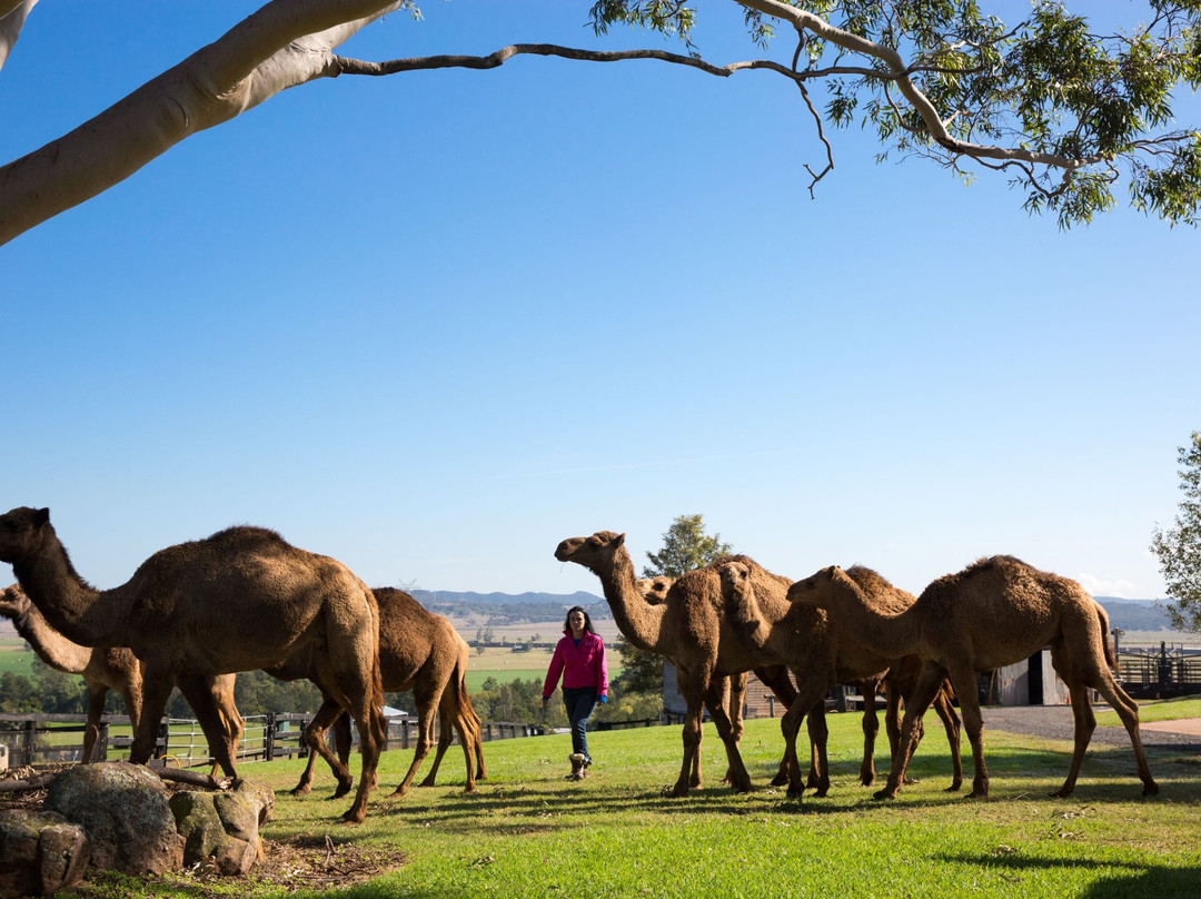 Merriwa旅游景点-Camel Milk NSW