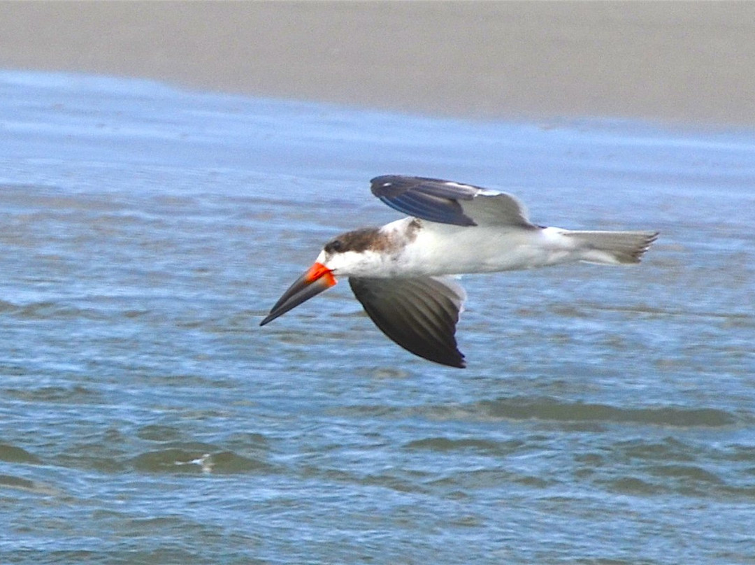 Lagoa do Peixe National Park景点图片