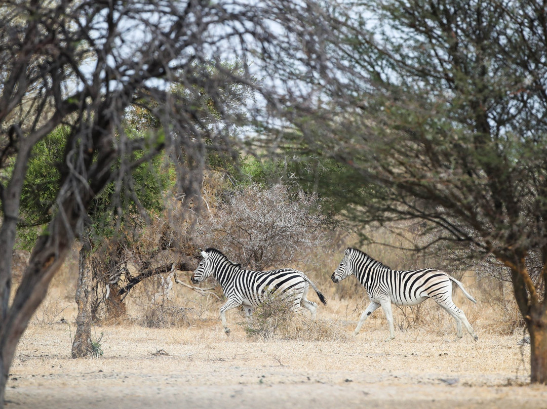 Dinaka - Ker & Downey Botswana