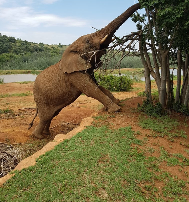 Askari Game Lodge-比勒陀利亚必去景点