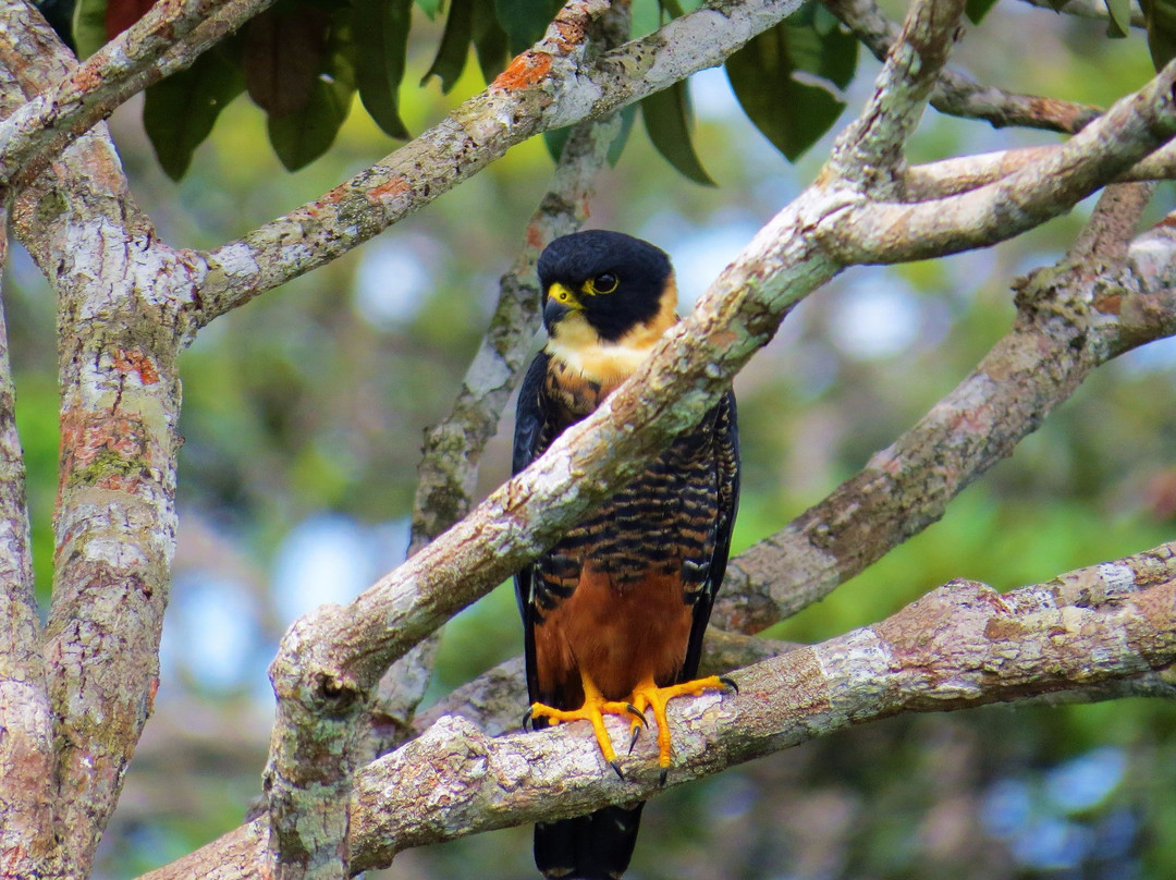Panama Pipeline Bird Tours景点图片