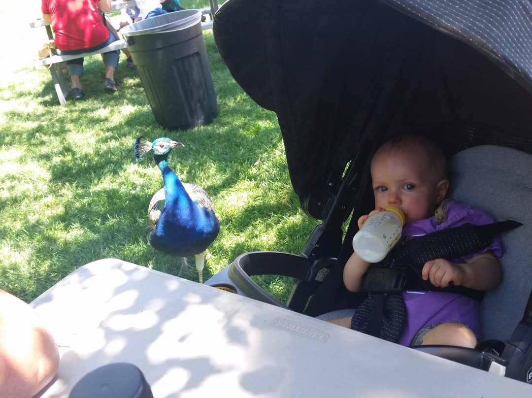 Sunflower Farm-朗蒙特必去景点