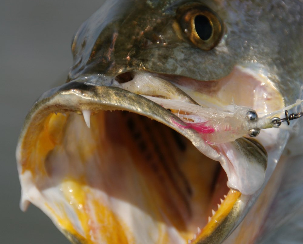 Texas Red Fish Adventures-南帕诸岛必去景点