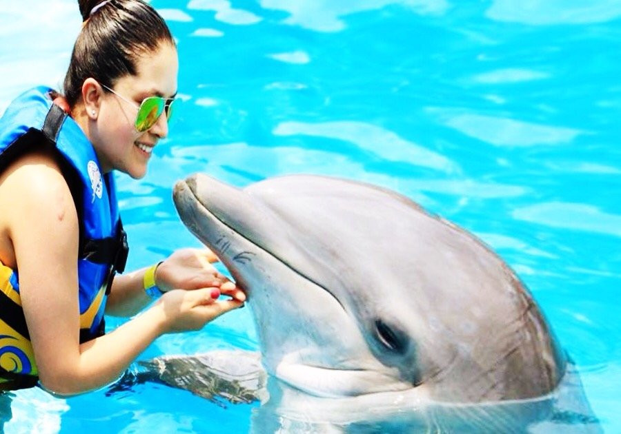 Dolphin Discovery-墨西哥城必去景点