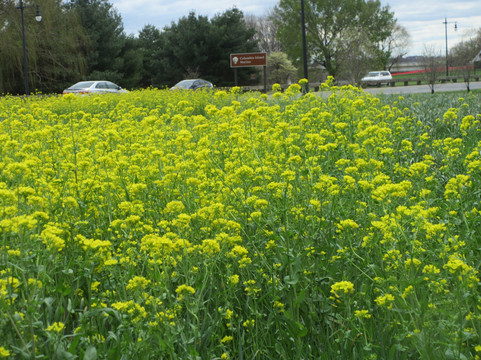Columbia Island Marina-阿灵顿必去景点