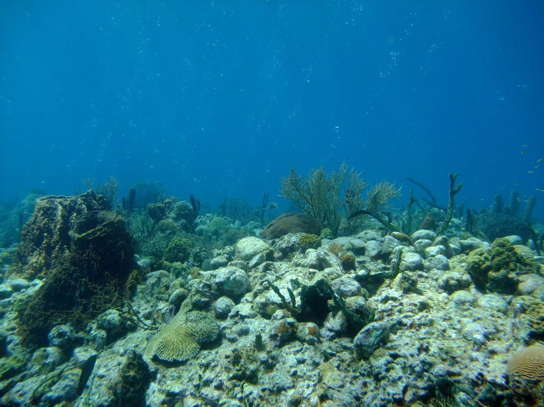 Island Dive Operations-Portsmouth必去景点