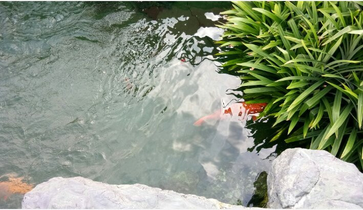 Rin Rin Park-胡志明市必去景点