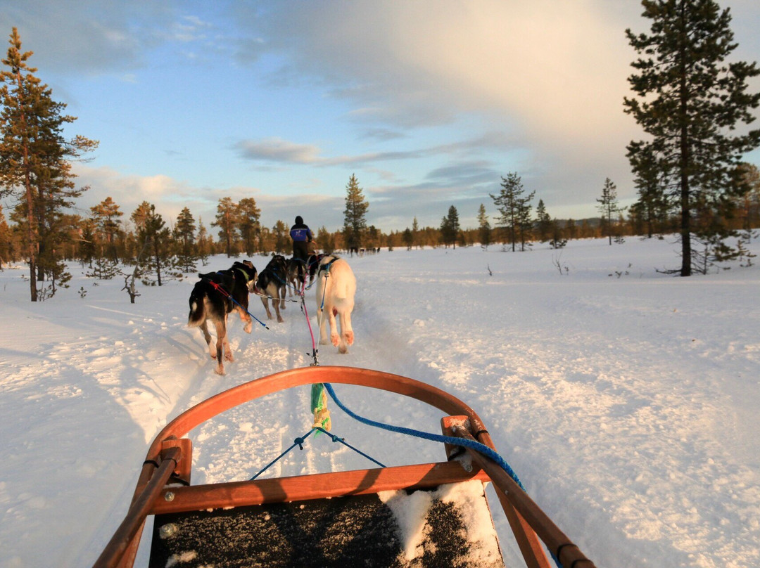 Jytky Hysky Sled Dog Camp-伊纳里必去景点