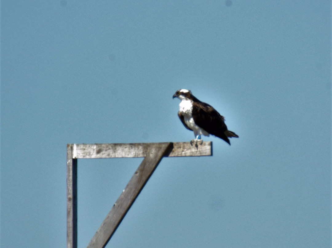 Peveto Woods Birds & Butterfly Sanctuary-Cameron必去景点