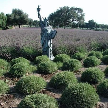 Clairmont Farms-洛斯奥利沃斯必去景点