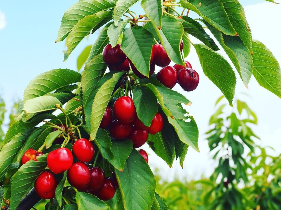 Ballinaclash Fruit & Wine