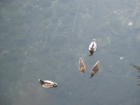 朴根佑-圣安东尼奥市必去景点