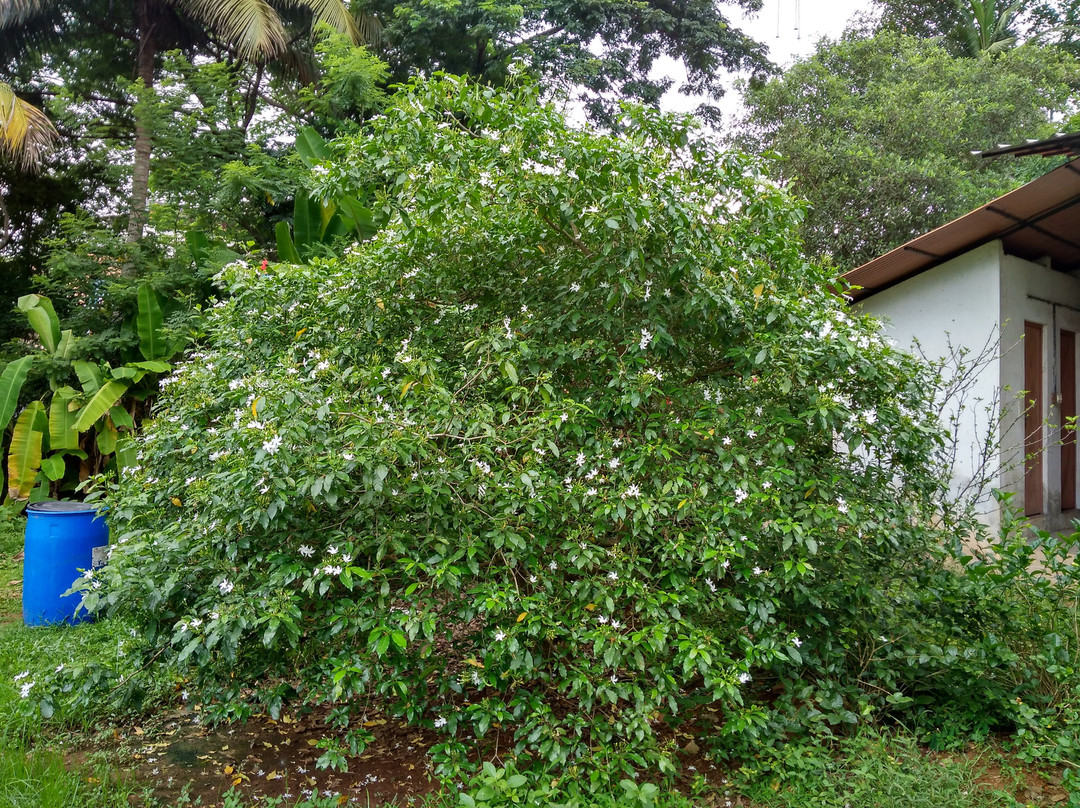 Ramakrishna Math景点图片