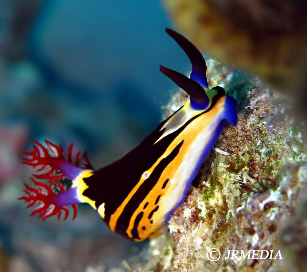 Nuditours-普吉镇必去景点