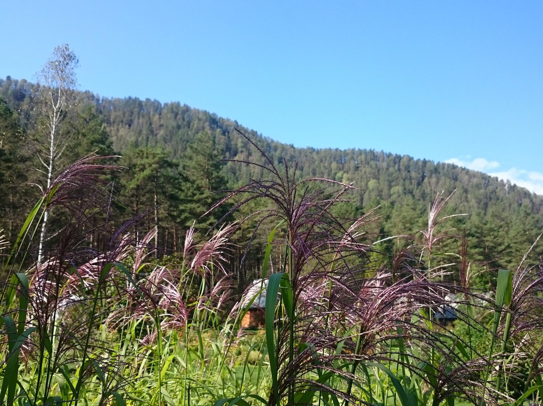 Gorno-Altaisk Botanical Garden景点图片