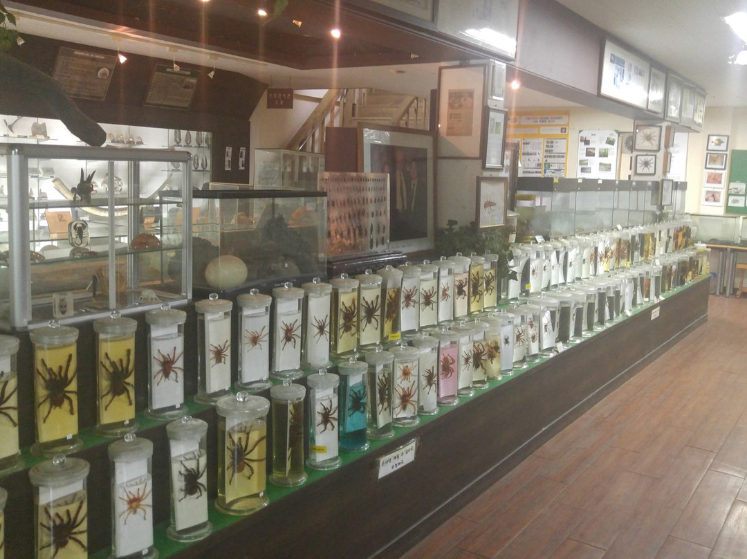 Jupil Spider Museum-南杨州市必去景点