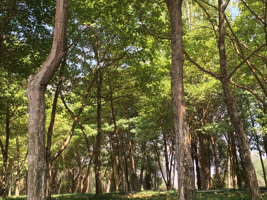 徐家山国家森林公园景点图片
