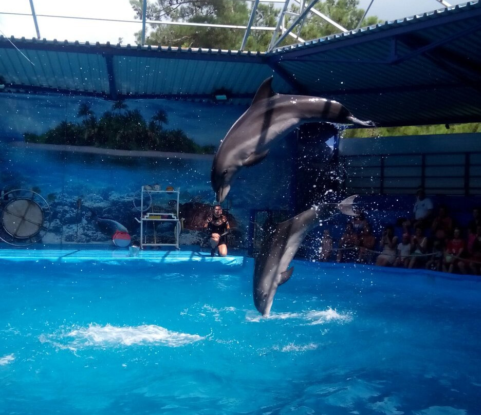 Dolphinarium景点图片