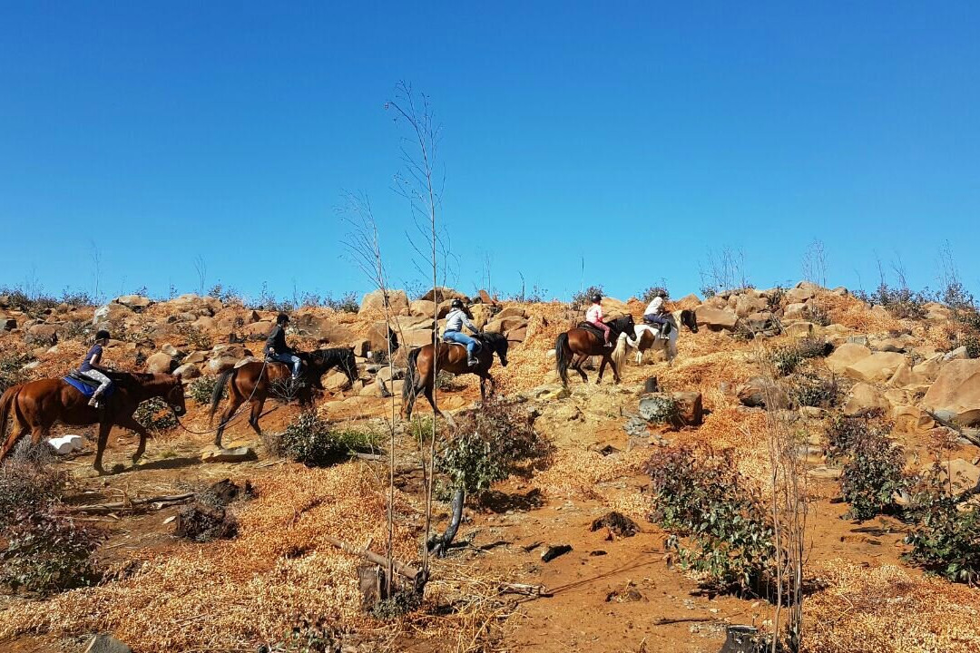 Buffelsbosch Equestrian景点图片