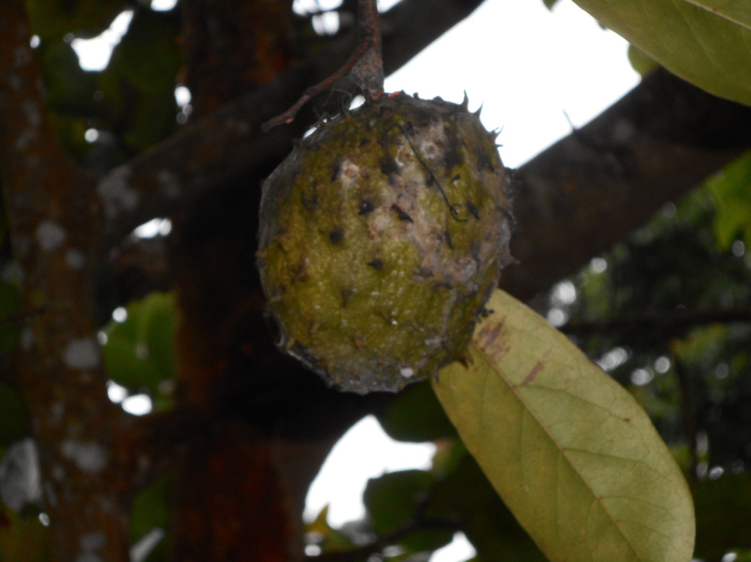 Oriole Walkway Trail-蒙特塞拉特必去景点
