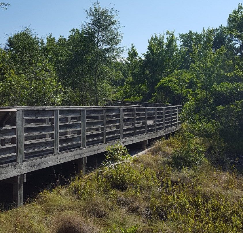 Lake Waccamaw State Park景点图片