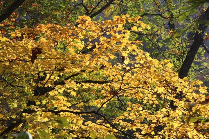 Shirakami no Mori Trail-鲹泽町必去景点
