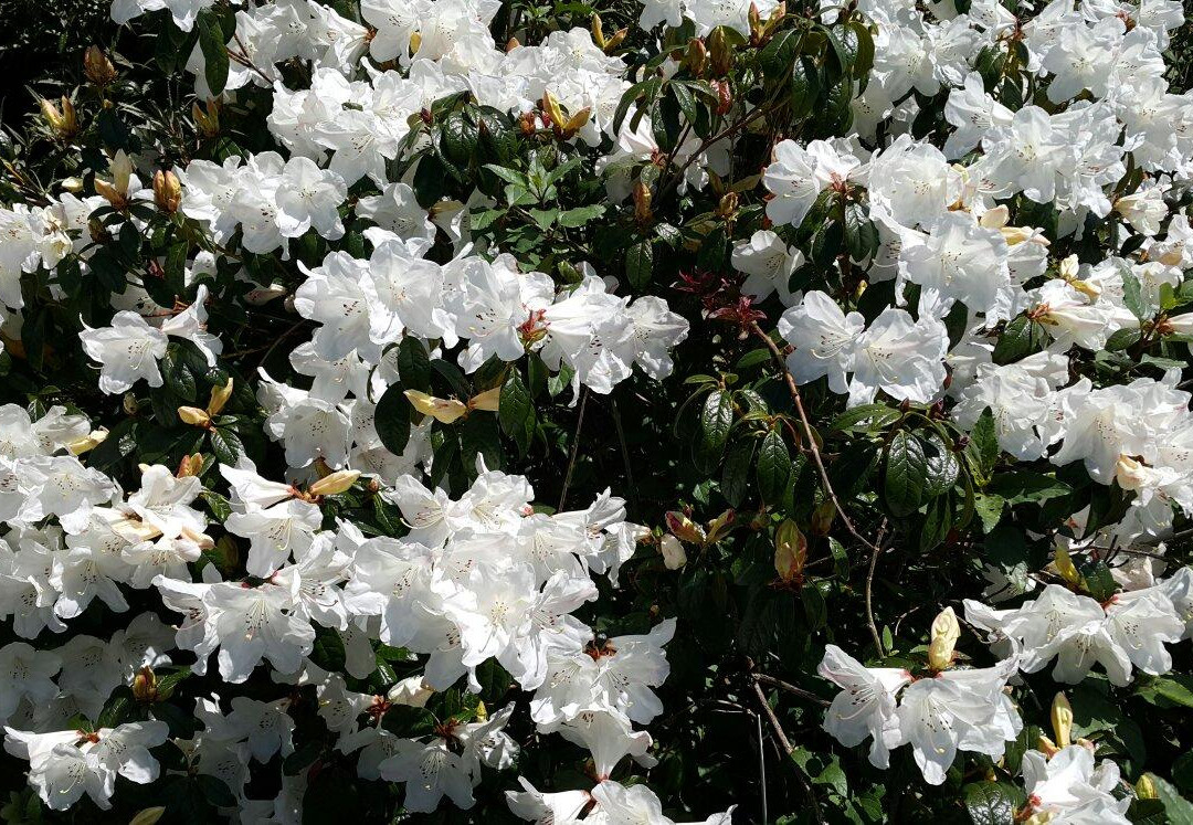 Dunskey Garden景点图片