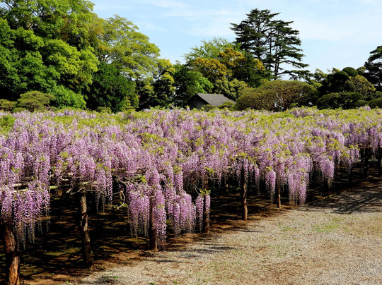 Ushijima no Fuji-春日部市必去景点