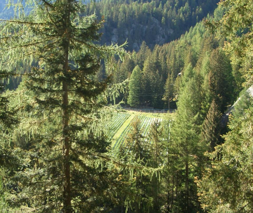 Südtiroler Erdbeer-Weg