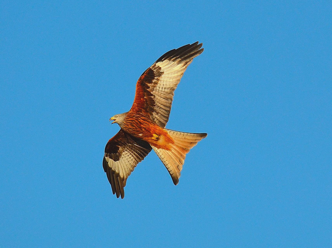 Tollie Red Kites景点图片