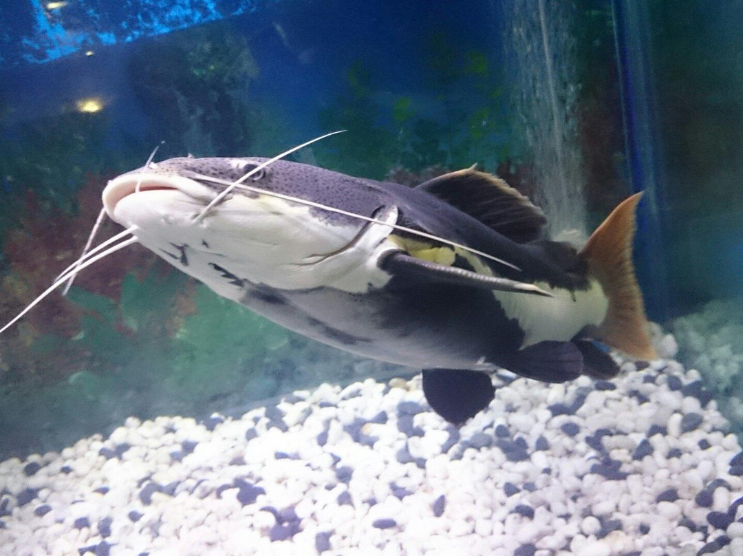 Las Farolas The Fish World-巴石必去景点