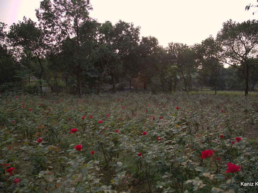 Sadullapur Flower Garden-萨瓦必去景点