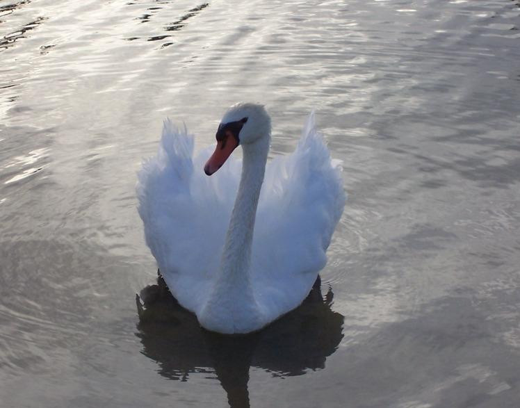 Bell Recreation Center-Sun City必去景点