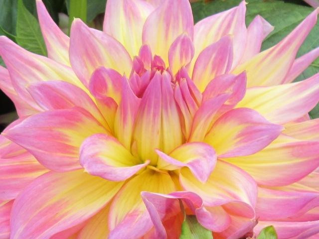 National Dahlia Collection-彭赞斯必去景点