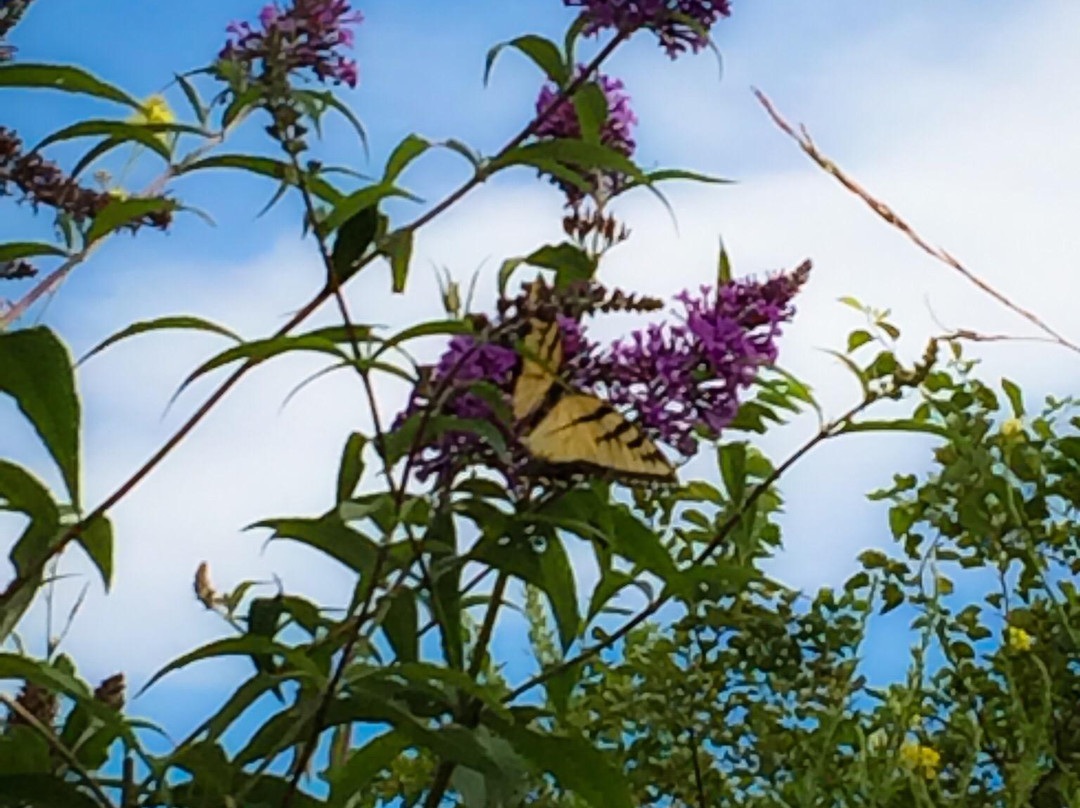 Urquhart Butterfly Garden-邓达斯必去景点