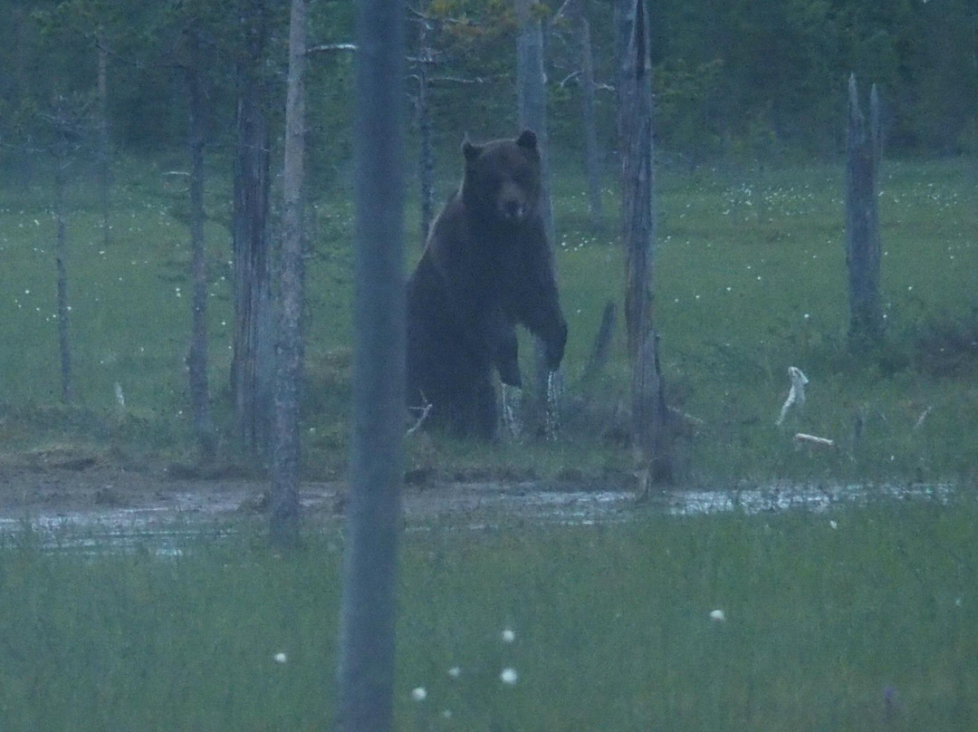 Wildlife Safaris Finland - Day Tours景点图片