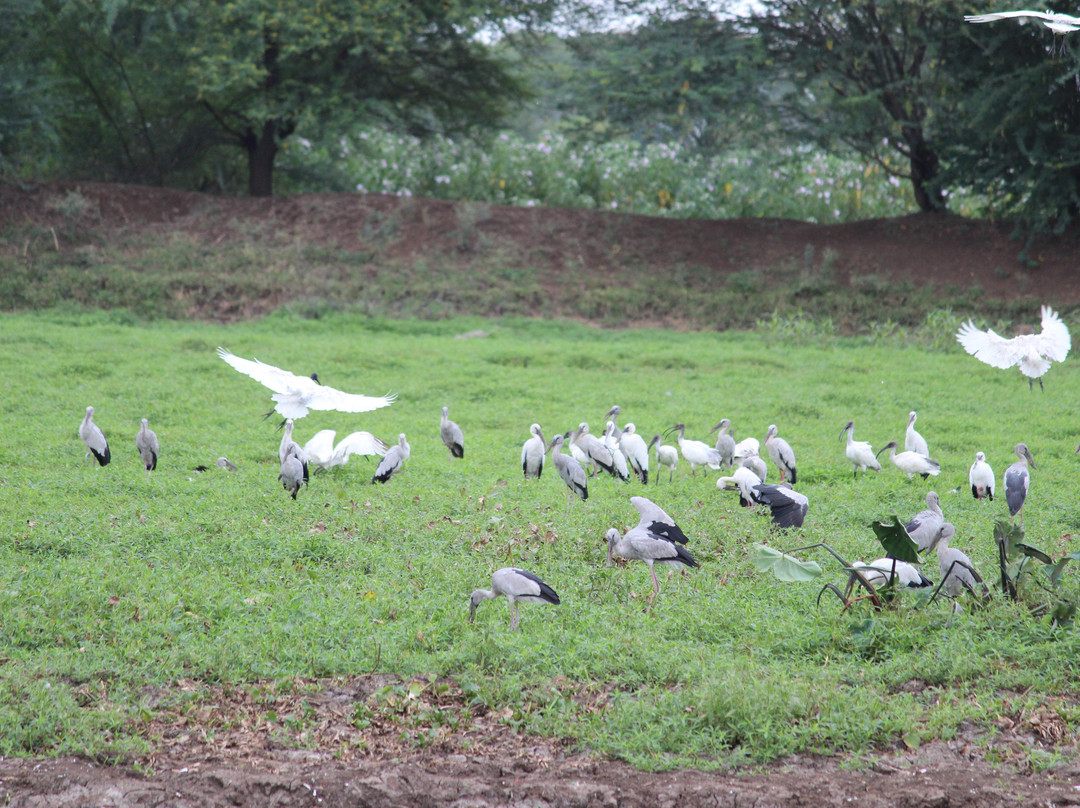 Nandur Madhyameshwar Bird Sanctuary景点图片