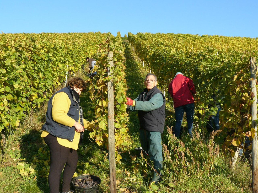 Domaine Wunsch & Mann景点图片