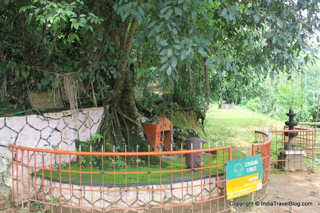 Chain Tree of Karinthandan-Vythiri必去景点