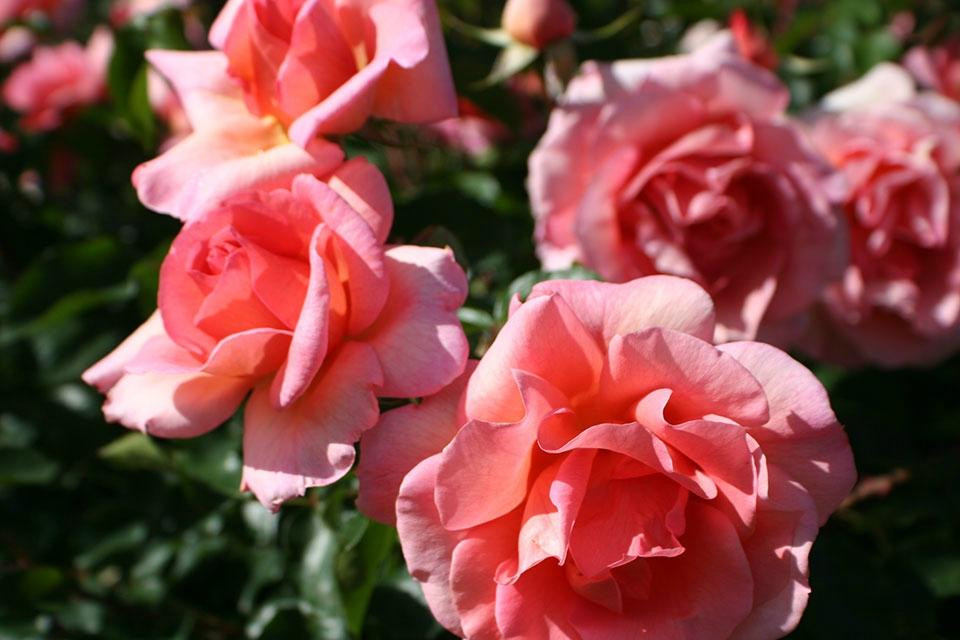 Patsy Durack's Rose Gardens景点图片