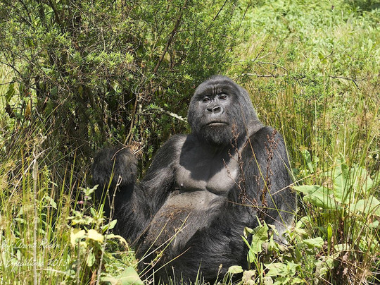 Intore Expeditions & Business Tours-吉佳利必去景点